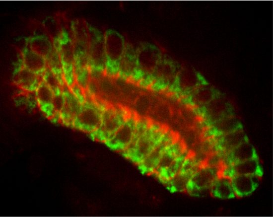 Deborah-Andrew-Drosophila-salivary-gland-image-4-550x437 salivary gland